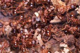 Wood destroying insects like termites and carpenter ants can tear your home apart in a matter of months. 3 Best Ways To Kill Fire Ants Naturally Without Pesticides