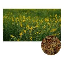 Image result for Crotalaria ochroleuca