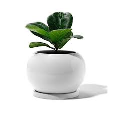 Attractive pots and containers allow gardeners to grow flowers, vegetables and even shrubs and small trees on patios, decks or indoors. Large White Ceramic Plant Pot With Drainage And Saucer Planting Flowers Flower Pots Planters