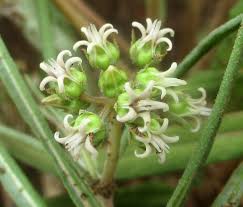 Image result for Stenostelma