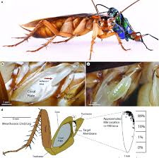 We did not find results for: An Overview Of Egg Placement And Larval Feeding Sites In The Emerald Download Scientific Diagram