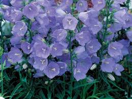 May 25, 2020 · nel vostro supermercato di fiducia probabilmente sono lisce, spesse e di colore verde scuro. Fiore A Forma Di Campana Campana Nel Design Del Giardino Tipi E Varieta Semina E Cura Periodo Di Riposo Video