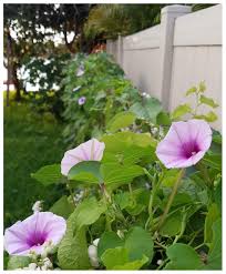 Image result for Ipomoea turbinata