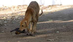 In most cases, once symptoms are noticed, death is imminent. Man Dies Of Rabies After Dog Bite Akipress News Agency