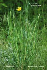 Yellow Salsify Yellow Goatsbeard Western Salsify Wild Oysterplant Tragopogon Dubius Wild Flowers Goats Beard Native Plants