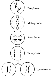 Anaphase answer for experiment 1 question 2: What Is Mitosis Explain The Different Phases Of Mitosis Division With A Labelled Diagram Sarthaks Econnect Largest Online Education Community