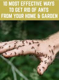10 Most Effective Ways To Get Rid Of Ants From Your Home Garden In 2020 Get Rid Of Ants Rid Of Ants Ants