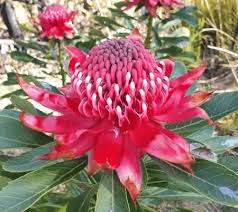 Image result for Telopea