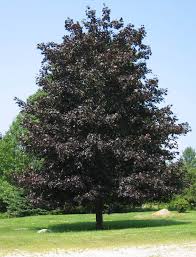 Ideal for street or small plantings. Maple Crimson Sentry Urban Tree Growers