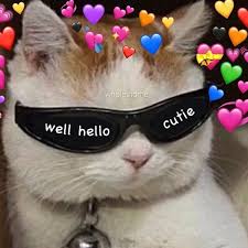 Cat Cats Animal Animals Animalmeme Animalsmeme Animalmemes Cute Sweet Cutecat Cutecats Littlecat Cute Cat Memes Cute Love Memes Cute Memes