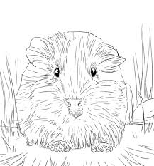 Die ausmalbilder haben die themen weihnachtsglocken, tannenbaum, geschenken, weihnachtskrippe und der weihnachtsmann mit seinen rentieren. 30 Meerschweinchen Bilder Zum Drucken Besten Bilder Von Ausmalbilder