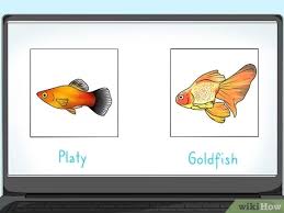 See full list on puregoldfish.com 3 Ways To Feed Fish Wikihow