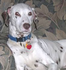 Enter the microchip identification number below to search registered microchips. The Microchip Maze Buyer Beware Part 1 The 900 Chips Lost Dogs Of Wisconsin