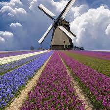 15 aktiviti & tempat menarik di amsterdam yang paling menyeronokkan tulip mania. Tempat Menarik Di Amsterdam