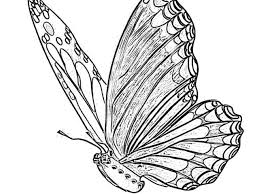 Maybe you would like to learn more about one of these? The Holiday Site Coloring Pages Of Butterflies Free And Downloadable