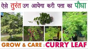 Curry leaves © denzil green curry leaves have an aroma reminiscent of curry and citrus fruit curry leaves aren't used in any curry spice mixture. ÙÙˆØ§Ø¦Ø¯ Ø§ÙˆØ±Ø§Ù‚ Ø§Ù„ÙƒØ§Ø±ÙŠ Ø´Ø¬Ø±Ø© Ø§Ù„ÙƒØ§Ø±ÙŠ Curry Tree Ù…Ù†ØªØ¯ÙŠØ§Øª Ø£ÙÙ€Ù€Ù€Ø§Ù‚ Ø¯Ø¨Ù€Ù€Ù€ÙŠ Ø§Ù„Ø«Ù‚Ø§ÙÙŠÙ€Ù€Ù€Ø©