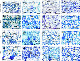 Image result for peronospora grapevine