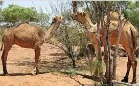 A camel can go a week or more without water, and they can last for several months without food. How Do Camels Adapt To Their Environment Quora