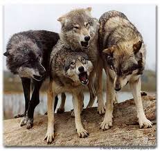 Dear Dad By Linda Welby Wolf Pictures Cute Animals Wolf Dog