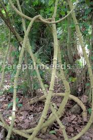 Image result for Telfairia pedata