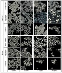 Image result for Lantana ukambensis
