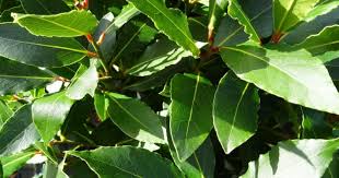 Maybe you would like to learn more about one of these? 10 Pokok Yang Anda Sangka Rumpai Tapi Sebenarnya Penawar Sakit Impiana