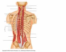 Many conditions and injuries can affect the back. Deep Back Muscles Quiz