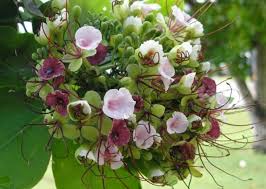 Image result for Intsia