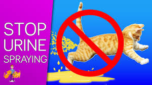 We did not find results for: How To Stop Your Cat Spraying Everywhere 9 Tips For Success Youtube