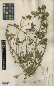 Image result for Bidens sp.no.1