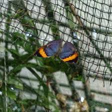 Tropiske Sommerfugler Tropical Butterflies Tropische Schmetterlinge Butterfly Animals Insects
