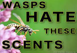I have a 4 month old and we sleep in the upstairs and. 8 Scents That Wasps Hate And How To Use Them Pest Pointers Tips For At Home Pest Control