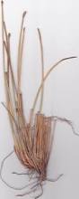 Image result for Eleocharis limosa
