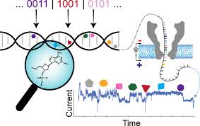 Le son, ʔ (coup de glotte), était alors représenté par une tête de bœuf stylisée. Expanding The Molecular Alphabet Of Dna Based Data Storage Systems With Neural Network Nanopore Readout Processing Nano Letters