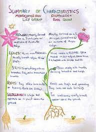 March 3, 2021 by robert farringtontweetshare. Waldorf 5th Grade Botany Lily And Rose Main Lesson Book Botany Homeschool Curriculum School Curriculum