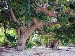 Image result for Hernandia nymphaeifolia