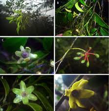 Image result for Pycreus fibrillosus