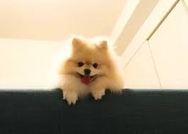 ひょっこりポメラニアン ソファからちょこんと顔を出して飼い主さんの行動をチェック いぬのきもちweb magazine 犬 画像 ポメラニアン いぬ