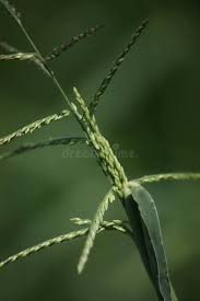 Image result for Digitaria ciliaris