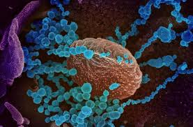 Researchers from the los alamos national laboratory in new mexico and duke. New Covid 19 Strain Spreads More Quickly Uk Medical Chief Says World News Us News