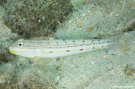 Image result for Tinnea galpinii