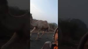 Learn how camel humps work and why they're not filled with water. Morning Walk Together Camel Youtube