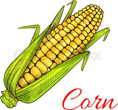 With 147 years in the making, a corn cob pipe is a great pipe to enjoy for generations to come. Corn Vegetable Sketch Vector Isolated Stock Vector Colourbox