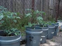 How many squash plants can you put in a 5 gallon bucket?