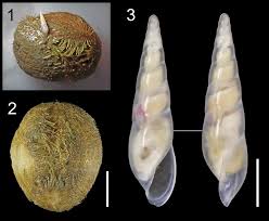 Image result for Schizochilus lepidus