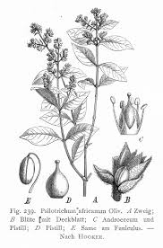 Image result for Psilotrichum