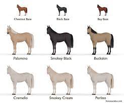 Cream Dilution Gene In 2021 Horses Horse Coloring Cute Animals