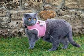 Indoor Vs Outdoor Cats Should You Let Your Kitty Roam Daily Paws