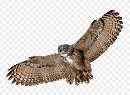Download Hd Barn Owl Png Picture Flying Owl Transparent Background Clipart And Use The Free Clipart For Your Creative Project Owl Png Owl Background Barn Owl