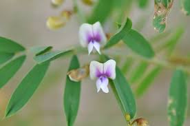 Image result for Tephrosia noctiflora